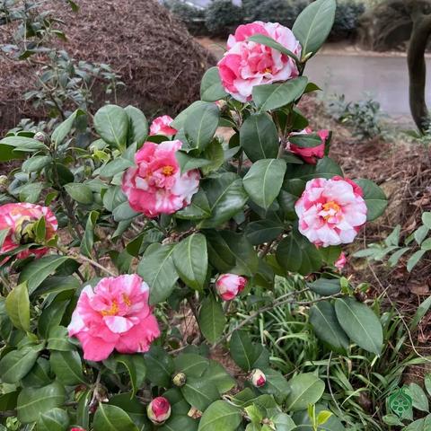 厦门市踏青景点在哪里