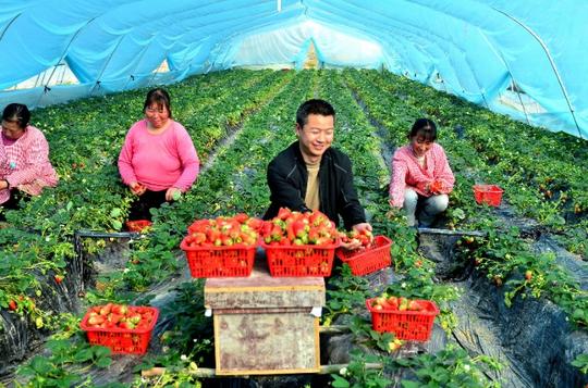 汉中市宁强县返乡创业青年郭显露：种植大棚草莓助力乡村振兴