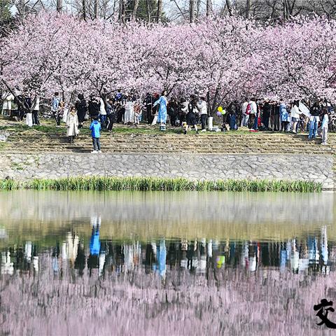 大连市樱花北园什么社区