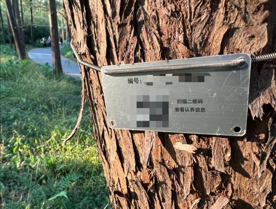 你还在攒“能量”种树吗？这里有线上认养“云”植树活动