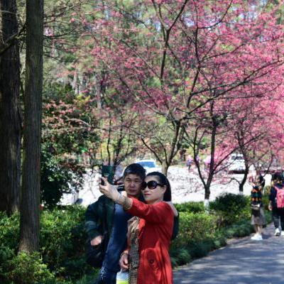 长沙周边赏花攻略相关长尾关键词有哪些