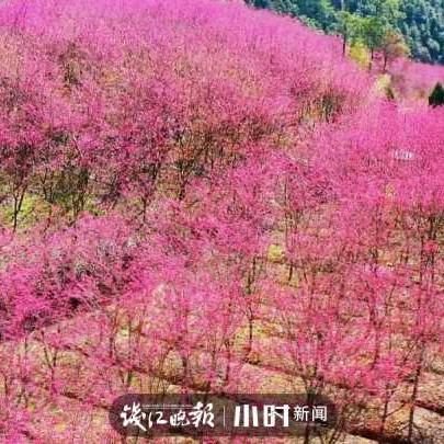 临安天气：气象分析、实时数据与旅游指南-第3张图片-其人生活百科