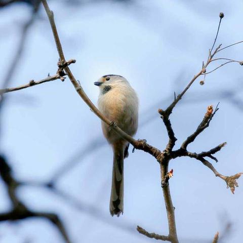 广东佛山市的大网红的长尾关键词有什么