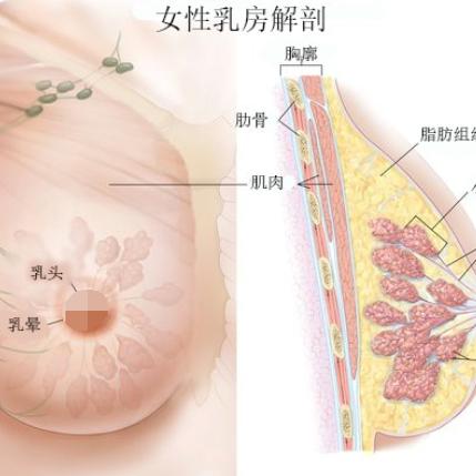 长沙假体丰胸相关长尾关键词有哪些