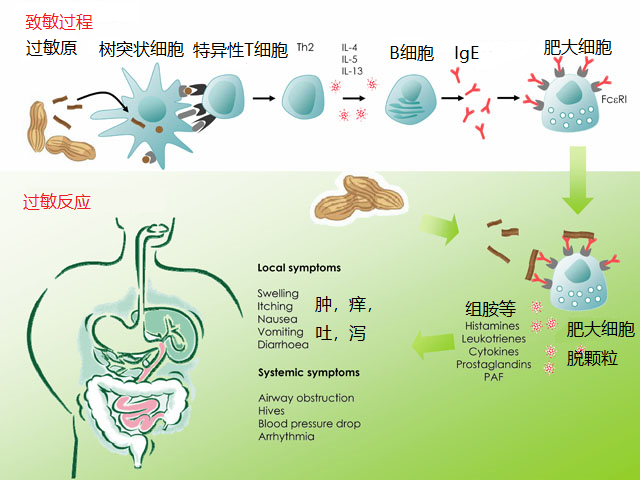 饮食回避判断宝宝过敏怎么做