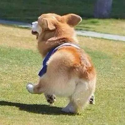 哈尔滨养狗需要狗证吗？