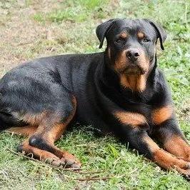 哈尔滨市养狗证在哪里办