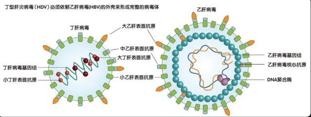 呼吸道合胞病毒是什么