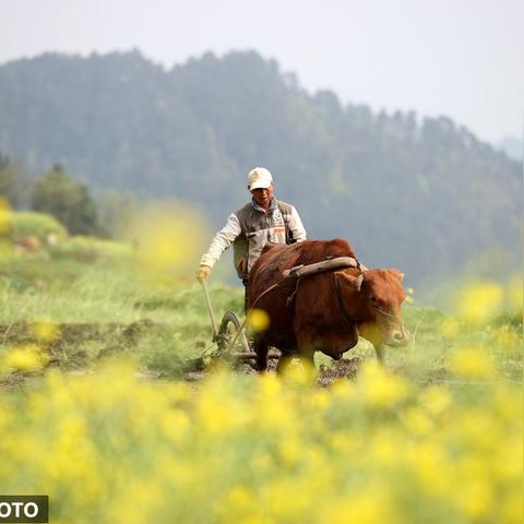 常宁市西岭镇并村？