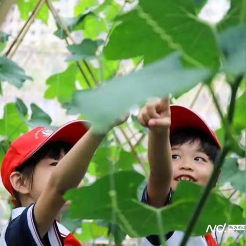 东莞市种植基地在哪里呀