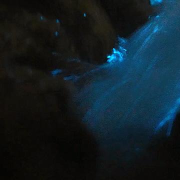 福建蓝眼泪怎么样