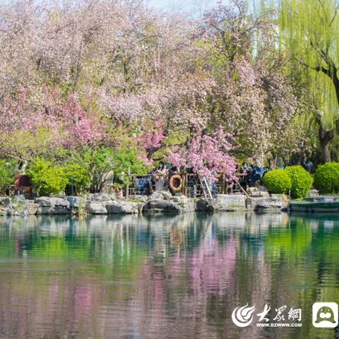 济南市的花是什么