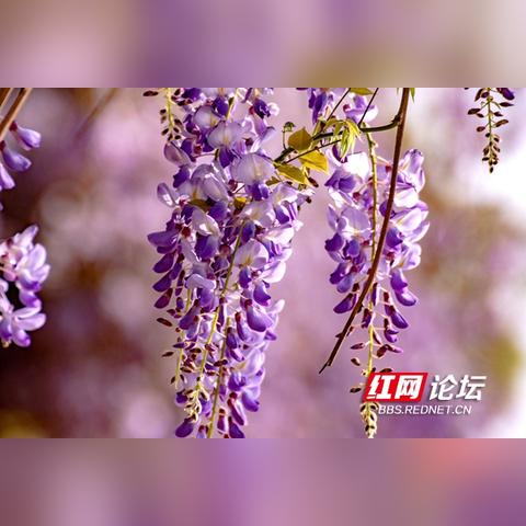 湖南长沙市最近什么花开