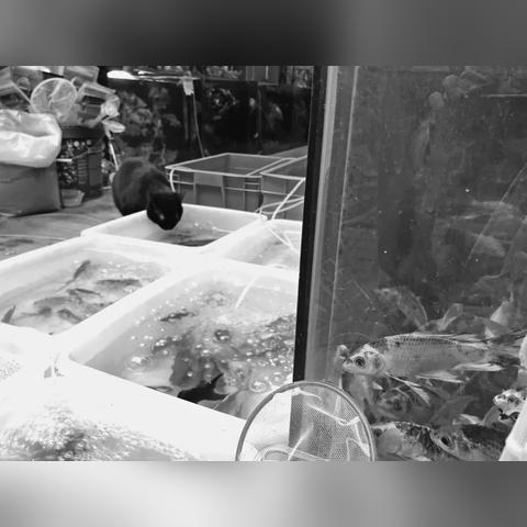 盘点老外在上海买菜翻译英文相关关键词有哪些