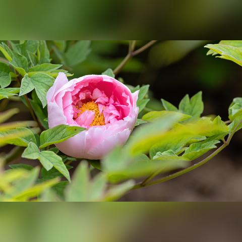 洛阳14日天气预报的长尾关键词有什么