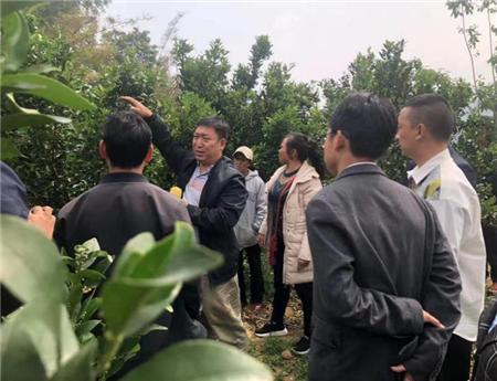 柑橘栽培技术培训考试题（冬季移栽桔子树怎样保证成活率）