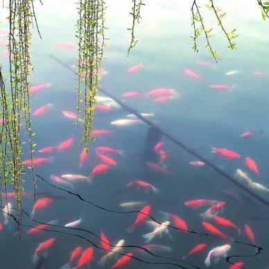 济南市哪个品牌鱼好吃