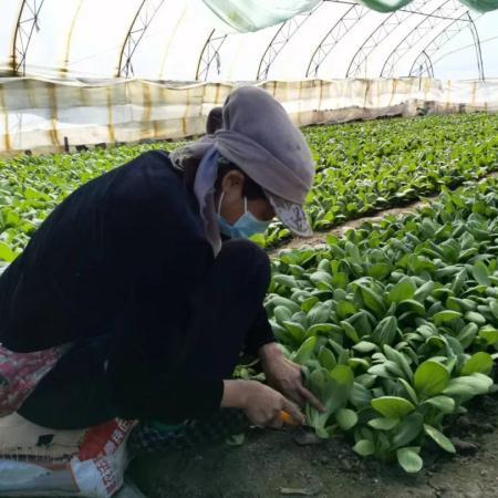 哈尔滨地摊蔬菜摊位相关长尾关键词有哪些