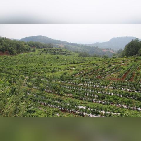 河南哪里有黄精种苗？