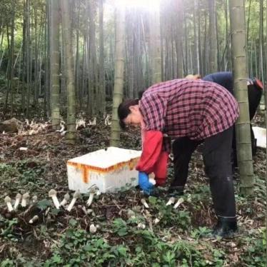 温州市哪里有卖食用菌的