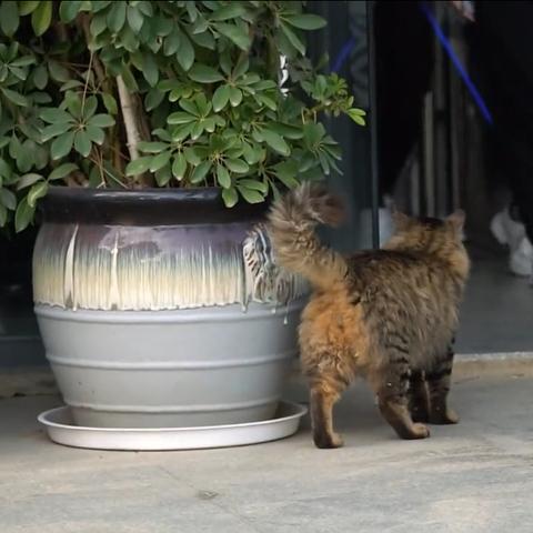 狸花猫免费领养长沙相关长尾关键词有哪些