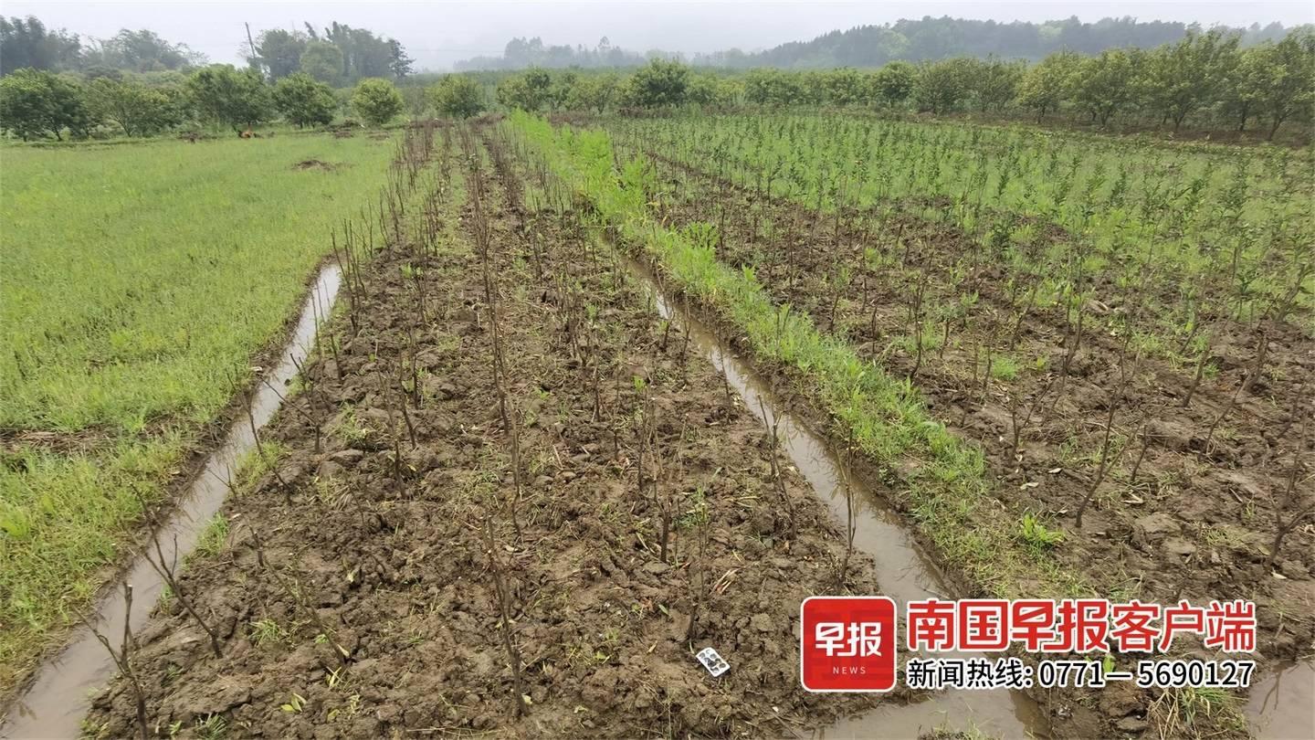 柑橘園種植手藝員_如今國(guó)度出政策要求培育高本質(zhì)農(nóng)人