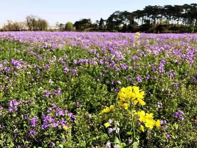 二月开什么花和什么花,二月开的绿色的花?"