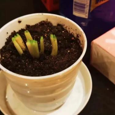 上海可乐别称有哪些厂