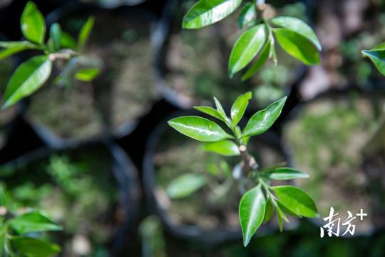 一棵沉香树收获“百变业态”|电白香飘天下④
