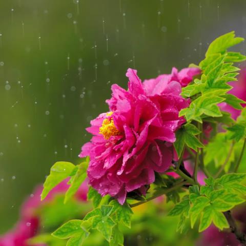 菏泽市谷子种植面积多少