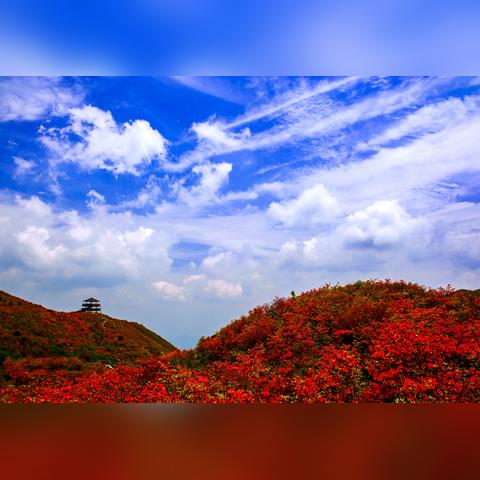 长沙市市花是什么