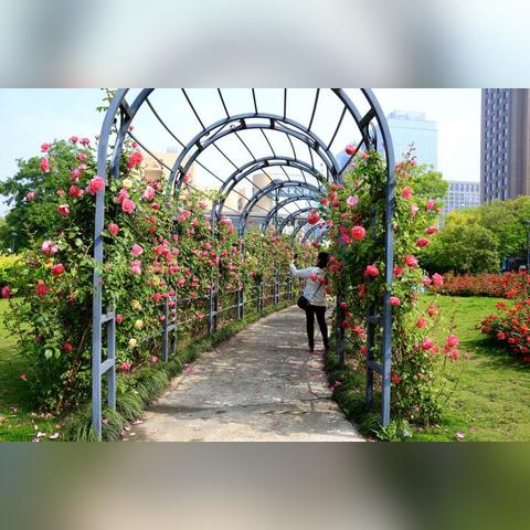 杭州市什么花好卖