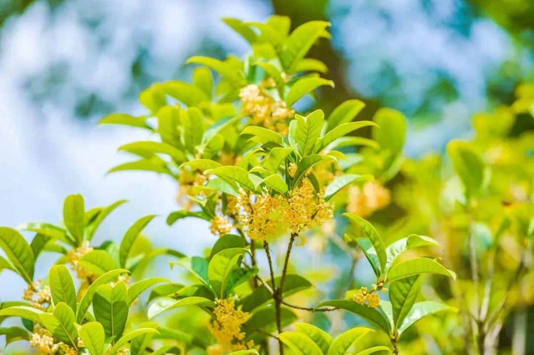 金桂花树苗怎么种植,桂花什么时候扦插好?