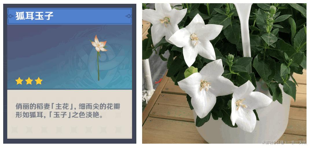 原神鲜花怎么获得图片(原神什么花最稀有)