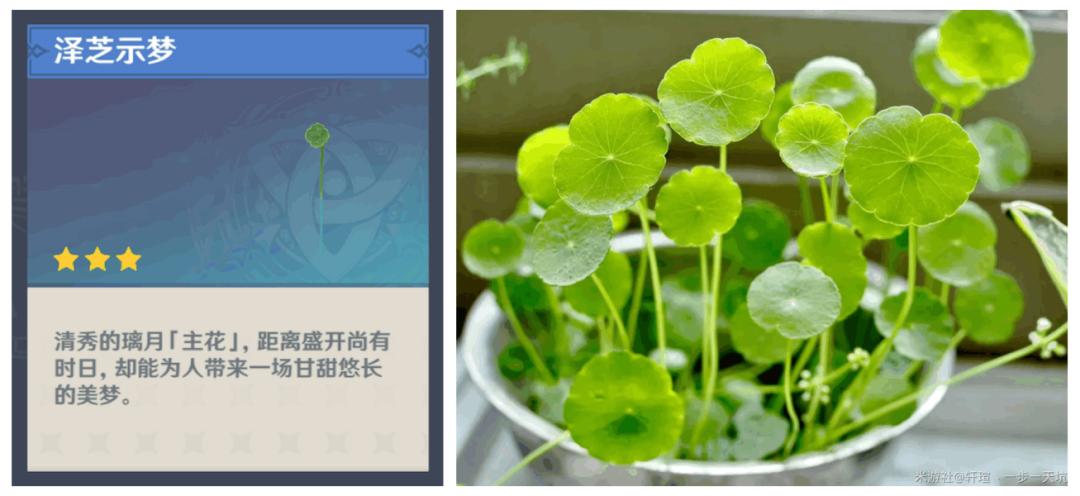 原神委托雪山怎么放置鲜花（原神清新花的位置）