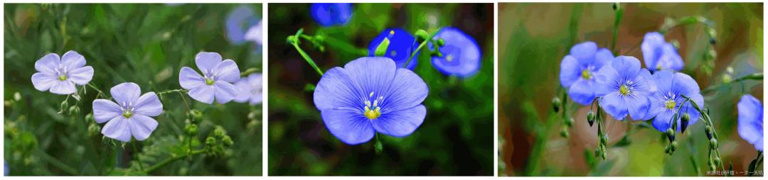 原神鲜花任务怎么做视频（原神做什么任务解锁宠物）