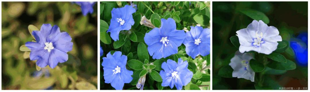 原神植物怎么读（花鳉怎么获得原神）