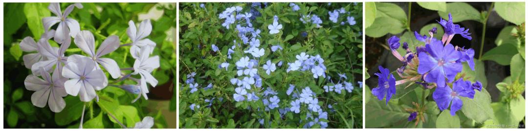 原神鲜花怎么埋到地下（原神接触地脉溢口是干嘛的）