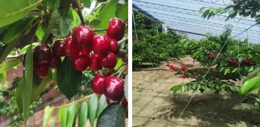 辽源特色美食都有什么（舌尖之上的吉林菜都有哪些）