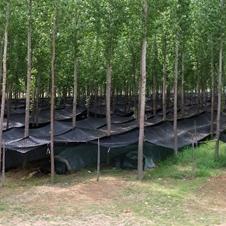 保定市周边树林有哪些景点