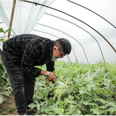 头茬西瓜批发货源的长尾关键词有哪些