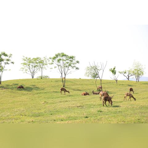 杭州哪里有鳄鱼餐厅的相关长尾关键词有哪些