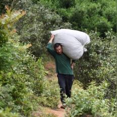 福建采茶是几月份？
