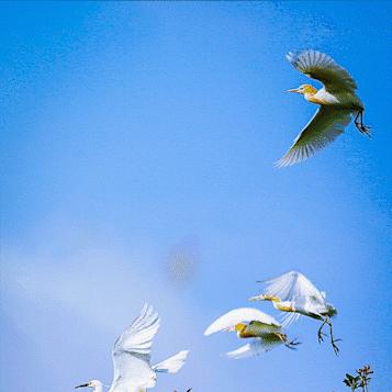 小满节气特点是什么