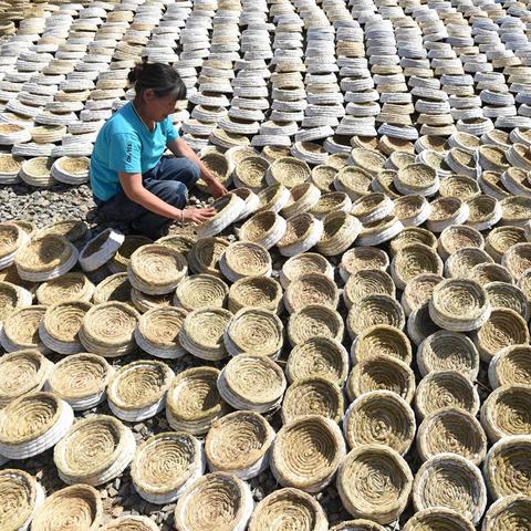 临沂市水稻种子批发的长尾关键词有什么