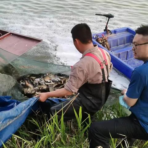 菏泽市买鱼苗的地方的长尾关键词有什么