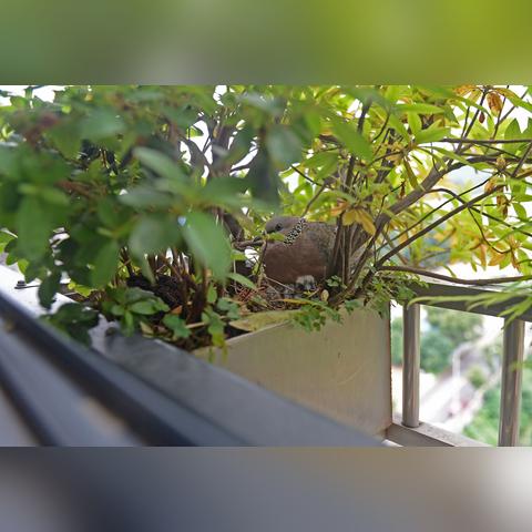 长沙市哪个公园鸟多