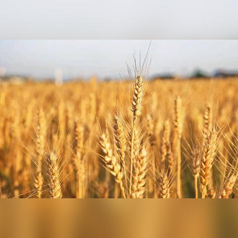 青岛气候怎么样