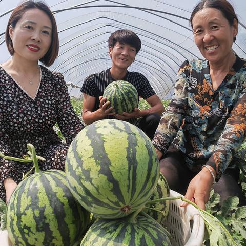 河南是什么季节种植西瓜
