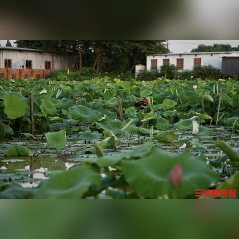 长沙市万家丽北路哪个区